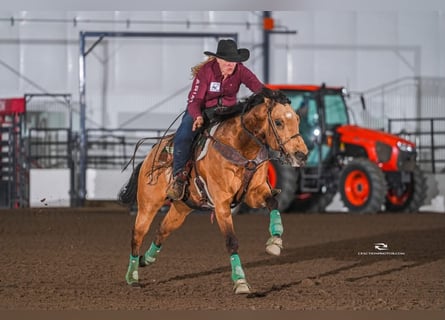 American Quarter Horse, Castrone, 7 Anni, 163 cm, Pelle di daino