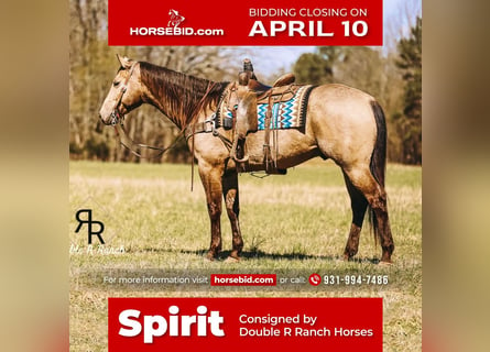 American Quarter Horse, Castrone, 7 Anni, 163 cm, Pelle di daino