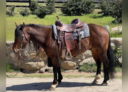 American Quarter Horse, Castrone, 7 Anni, Baio ciliegia