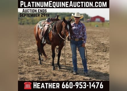American Quarter Horse, Castrone, 7 Anni, Baio ciliegia