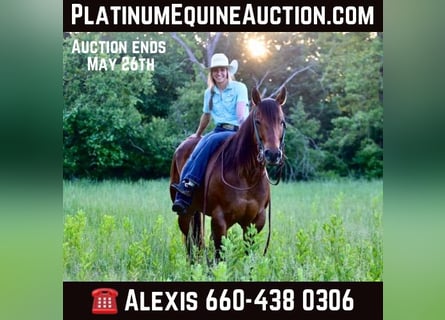 American Quarter Horse, Castrone, 7 Anni, Baio ciliegia