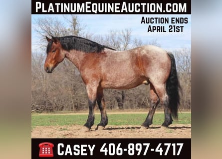 American Quarter Horse, Castrone, 7 Anni, Baio roano