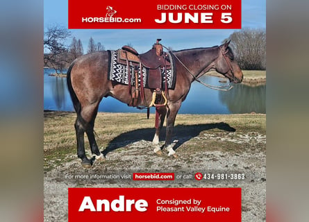 American Quarter Horse, Castrone, 7 Anni, Baio roano