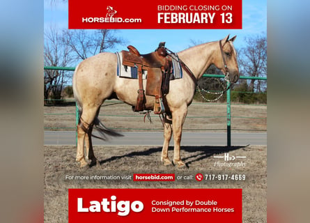 American Quarter Horse, Castrone, 7 Anni, Palomino