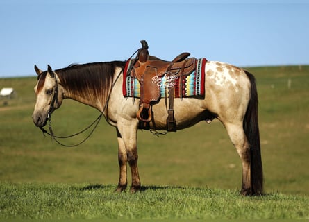 American Quarter Horse Mix, Castrone, 7 Anni, Pelle di daino