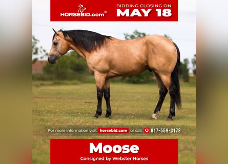 American Quarter Horse, Castrone, 7 Anni, Pelle di daino