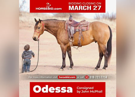 American Quarter Horse, Castrone, 7 Anni, Pelle di daino