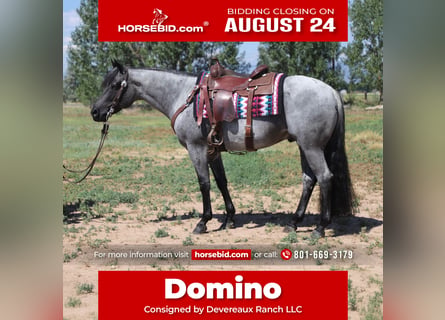 American Quarter Horse, Castrone, 7 Anni, Roano blu