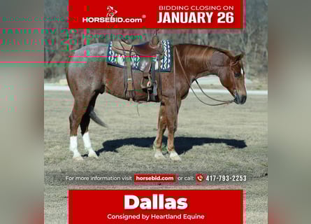 American Quarter Horse, Castrone, 7 Anni, Roano rosso