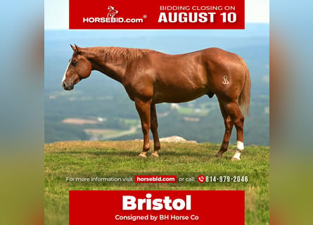 American Quarter Horse, Castrone, 7 Anni, Sauro ciliegia