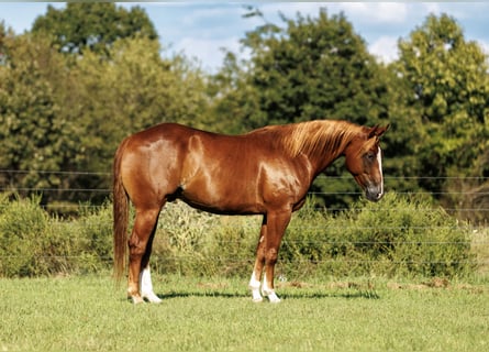 American Quarter Horse, Castrone, 7 Anni, Sauro ciliegia