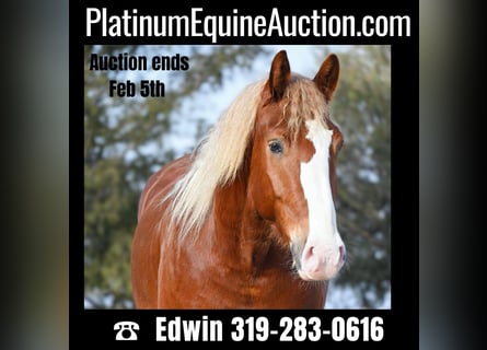 American Quarter Horse, Castrone, 7 Anni, Sauro ciliegia