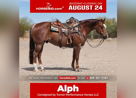 American Quarter Horse, Castrone, 7 Anni, Sauro scuro