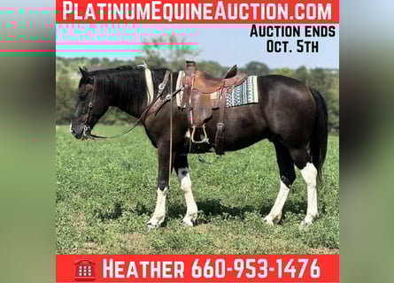 American Quarter Horse, Castrone, 7 Anni, Tobiano-tutti i colori