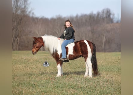 American Quarter Horse, Castrone, 8 Anni, 123 cm, Tobiano-tutti i colori