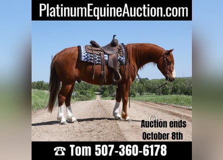 American Quarter Horse, Castrone, 8 Anni, 137 cm, Sauro scuro