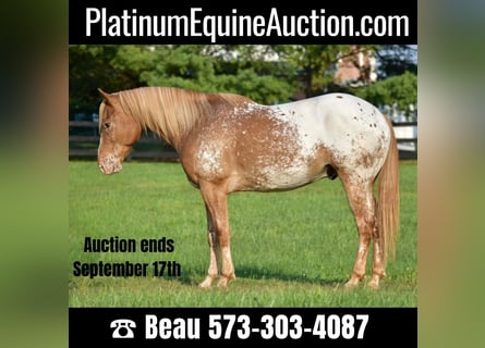 American Quarter Horse, Castrone, 8 Anni, 145 cm, Baio roano