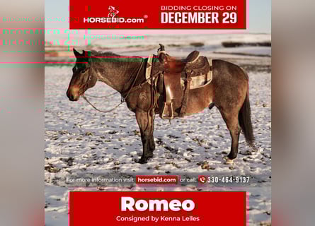 American Quarter Horse, Castrone, 8 Anni, 145 cm, Baio roano