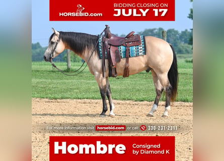 American Quarter Horse, Castrone, 8 Anni, 145 cm, Pelle di daino
