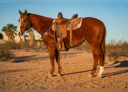 American Quarter Horse, Castrone, 8 Anni, 147 cm, Sauro ciliegia