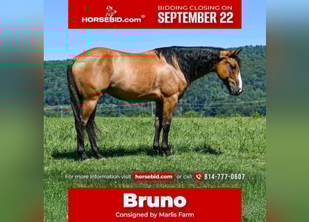 American Quarter Horse, Castrone, 8 Anni, 150 cm, Falbo