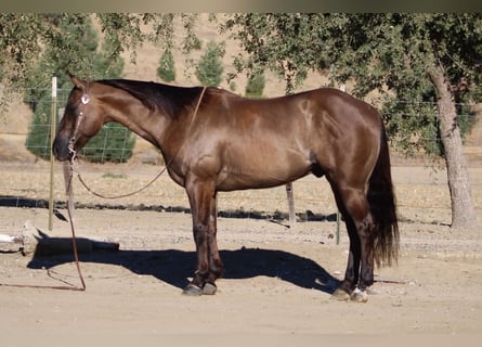 American Quarter Horse, Castrone, 8 Anni, 150 cm, Grullo