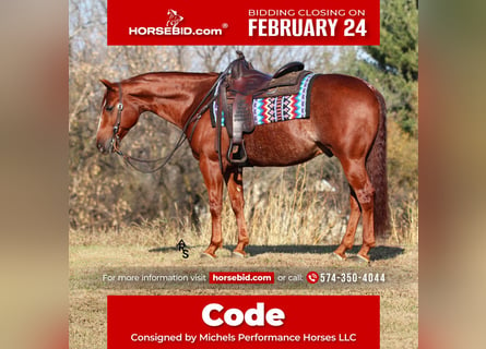 American Quarter Horse, Castrone, 8 Anni, 150 cm