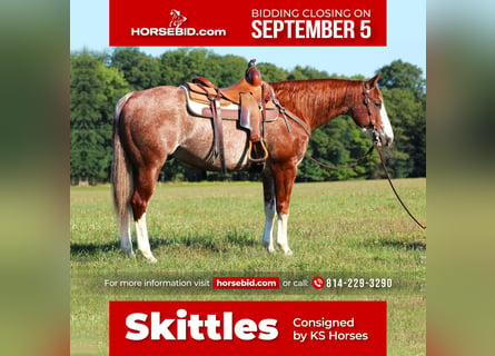 American Quarter Horse, Castrone, 8 Anni, 150 cm, Roano rosso