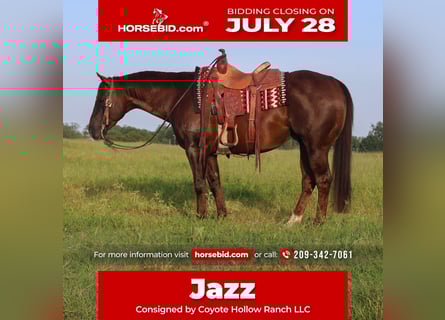 American Quarter Horse, Castrone, 8 Anni, 150 cm, Sauro scuro