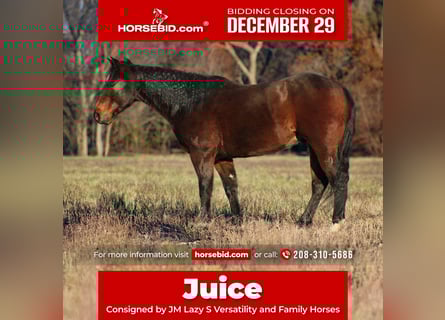 American Quarter Horse, Castrone, 8 Anni, 152 cm, Baio ciliegia