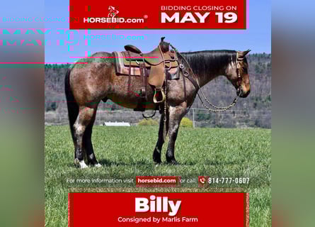 American Quarter Horse, Castrone, 8 Anni, 152 cm, Baio roano