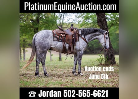 American Quarter Horse, Castrone, 8 Anni, 152 cm, Grigio
