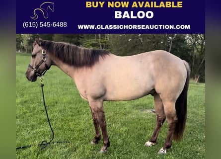 American Quarter Horse, Castrone, 8 Anni, 152 cm, Grullo