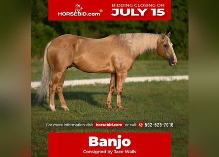 American Quarter Horse, Castrone, 8 Anni, 152 cm, Palomino