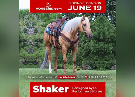 American Quarter Horse, Castrone, 8 Anni, 152 cm, Palomino