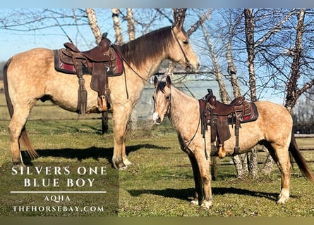 American Quarter Horse, Castrone, 8 Anni, 152 cm, Pelle di daino