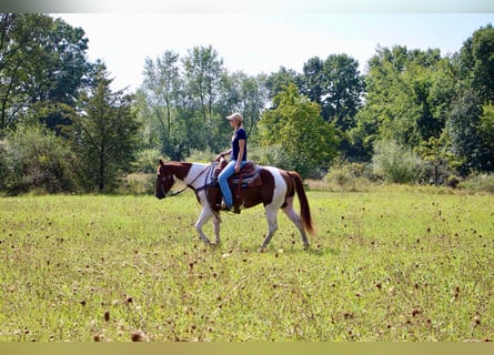 American Quarter Horse, Castrone, 8 Anni, 152 cm, Sauro ciliegia