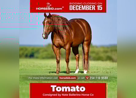 American Quarter Horse, Castrone, 8 Anni, 152 cm, Sauro ciliegia