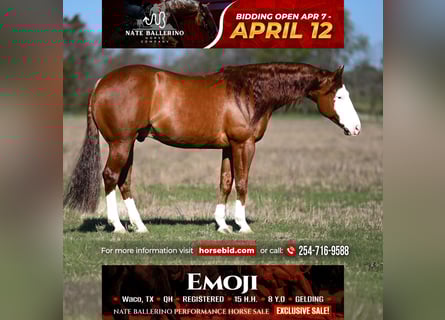 American Quarter Horse, Castrone, 8 Anni, 152 cm, Sauro ciliegia