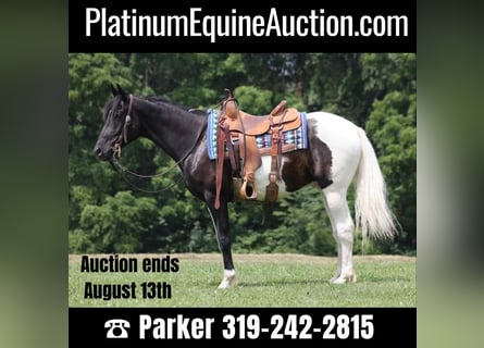 American Quarter Horse, Castrone, 8 Anni, 152 cm, Tobiano-tutti i colori