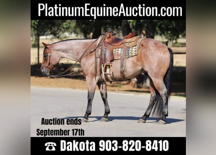 American Quarter Horse, Castrone, 8 Anni, 155 cm, Baio roano