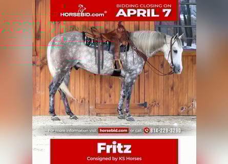 American Quarter Horse, Castrone, 8 Anni, 155 cm, Grigio pezzato