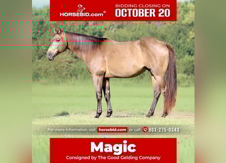 American Quarter Horse, Castrone, 8 Anni, 155 cm, Pelle di daino