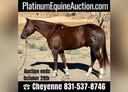 American Quarter Horse, Castrone, 8 Anni, 155 cm, Sauro scuro