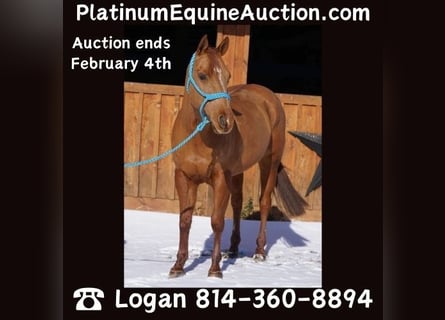 American Quarter Horse, Castrone, 8 Anni, 155 cm, Sauro scuro