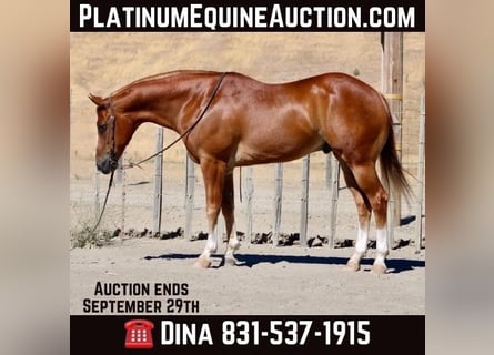 American Quarter Horse, Castrone, 8 Anni, 155 cm, Sauro scuro