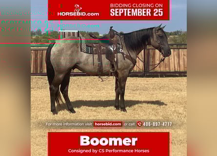 American Quarter Horse, Castrone, 8 Anni, 157 cm, Grullo