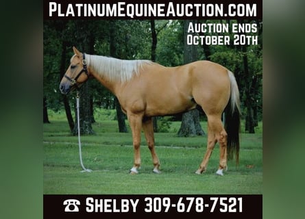 American Quarter Horse, Castrone, 8 Anni, 157 cm, Palomino