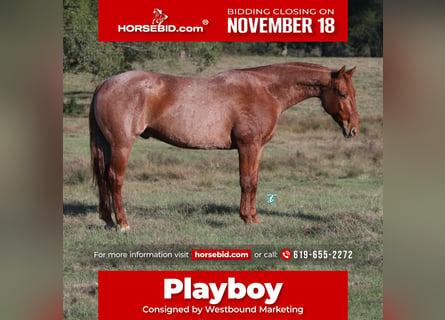 American Quarter Horse, Castrone, 8 Anni, 157 cm, Roano rosso