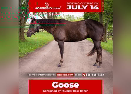 American Quarter Horse, Castrone, 8 Anni, 157 cm, Sauro scuro
